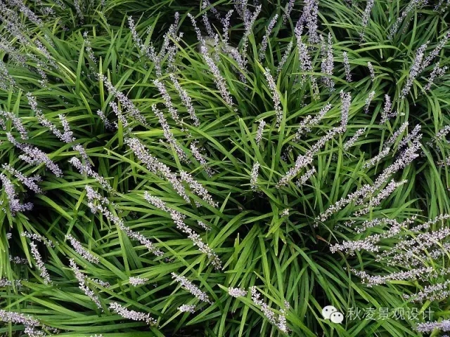 50種常見(jiàn)宿根花卉