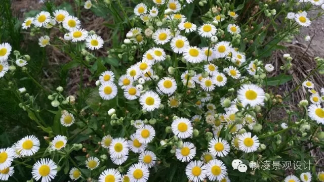 50種常見(jiàn)宿根花卉