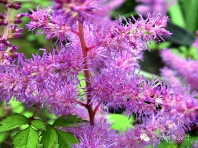 50種常見(jiàn)宿根花卉