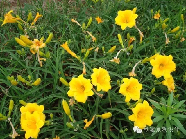 50種常見(jiàn)宿根花卉