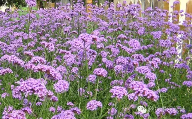 50種常見(jiàn)宿根花卉