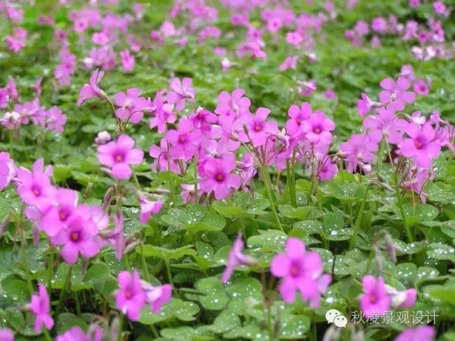 50種常見(jiàn)宿根花卉