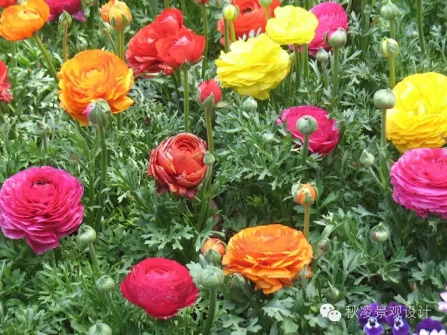 50種常見(jiàn)宿根花卉