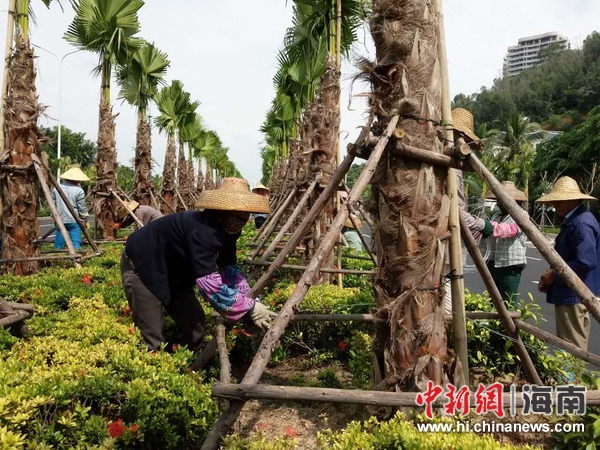 三亞園林工作人員加固樹(shù)木防臺(tái)風(fēng)