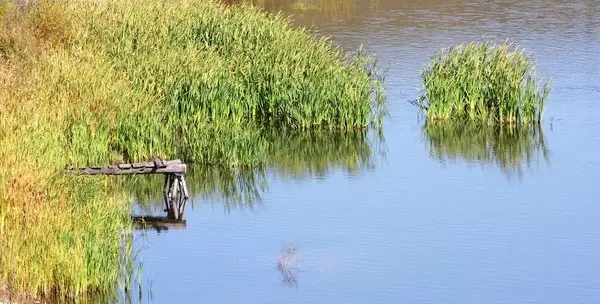 河道景觀中六大生態修復技術，你知道嗎？