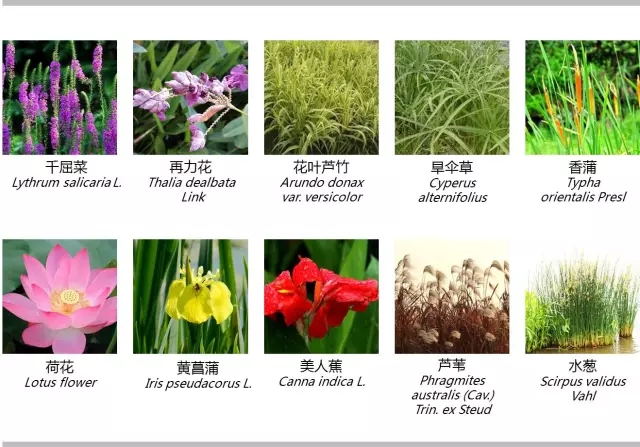 河道景觀植物搭配你知道嗎？