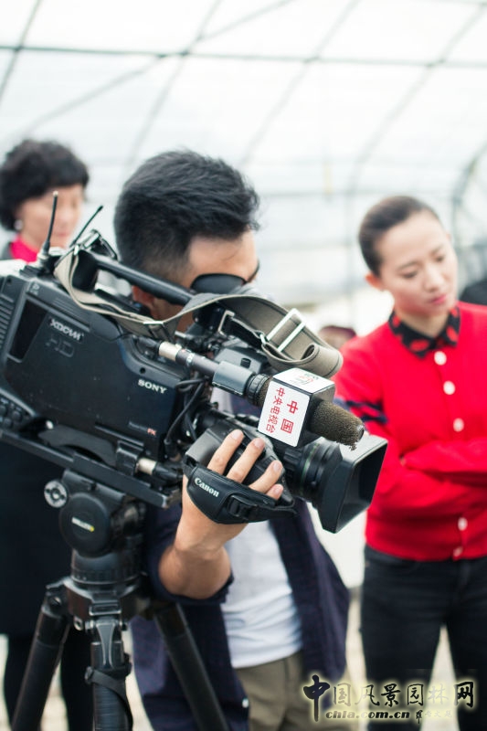 央視《每日農(nóng)經(jīng)》欄目走進(jìn)明申農(nóng)業(yè) 實(shí)地報(bào)道優(yōu)良樹種黃金枸骨  