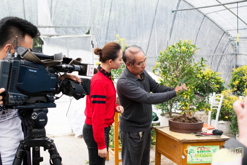 央視《每日農(nóng)經(jīng)》欄目走進明申農(nóng)業(yè) 實地報道優(yōu)良樹種黃金枸骨  