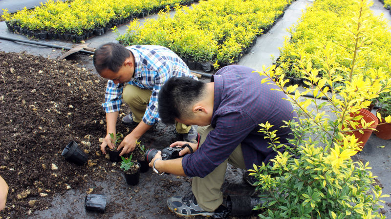 央視《每日農(nóng)經(jīng)》欄目走進明申農(nóng)業(yè) 實地報道優(yōu)良樹種黃金枸骨  