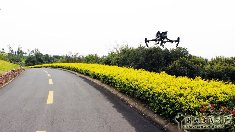 央視《每日農(nóng)經(jīng)》欄目走進明申農(nóng)業(yè) 實地報道優(yōu)良樹種黃金枸骨  