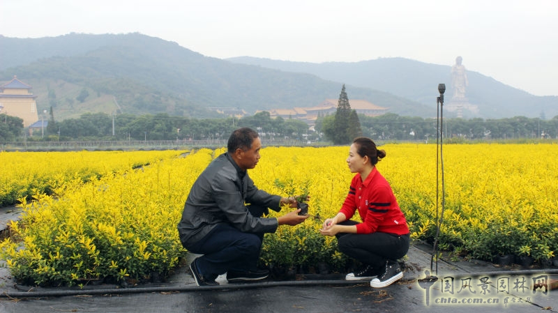 央視《每日農(nóng)經(jīng)》欄目走進(jìn)明申農(nóng)業(yè) 實(shí)地報(bào)道優(yōu)良樹種黃金枸骨  