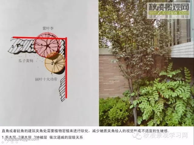 不得不看的植物營造實(shí)物圖解析