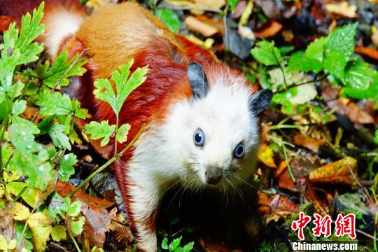 陜西發現天坑群地質遺跡