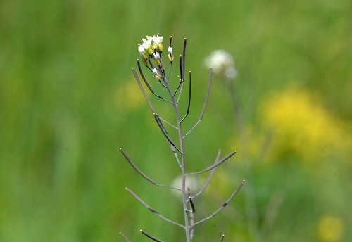 韓媒：研究發(fā)現(xiàn)植物轉(zhuǎn)移糖分免疫機(jī)制