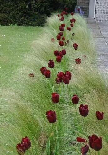 花園種植設(shè)計(jì)：花園里種出來的“音樂”