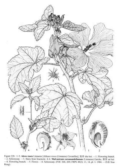 植物科學(xué)畫(huà)：深藏功與名