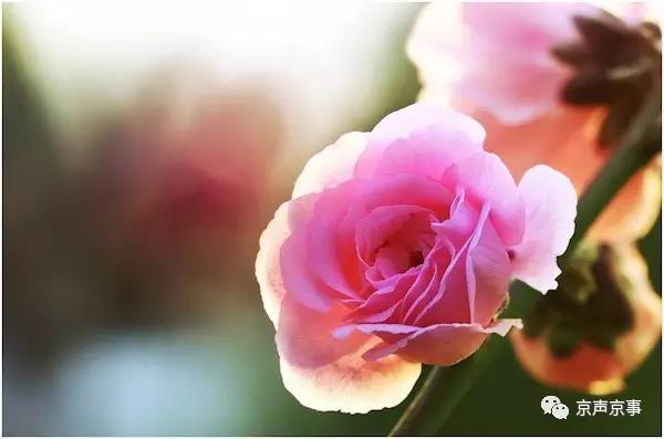 北京世園會(huì)｜這些遍植世界的植物 都來(lái)自中國(guó)