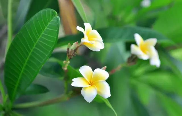 這些以“雞”為名的植物你認識幾個？