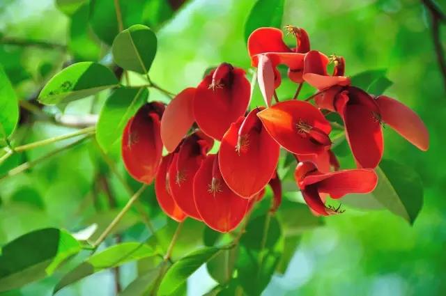 這些以“雞”為名的植物你認識幾個？
