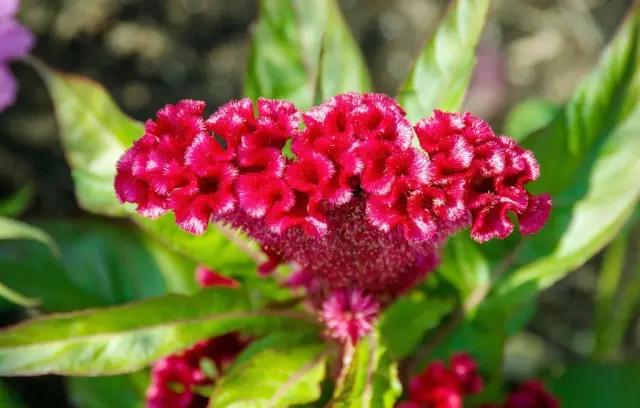 這些以“雞”為名的植物你認識幾個？