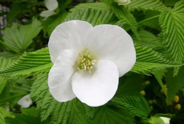 這些以“雞”為名的植物你認識幾個？