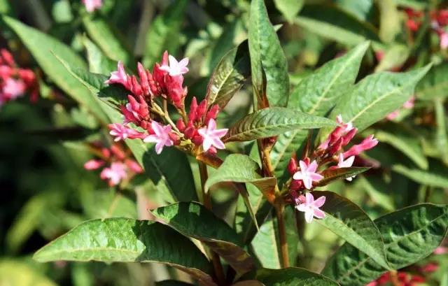 這些以“雞”為名的植物你認識幾個？