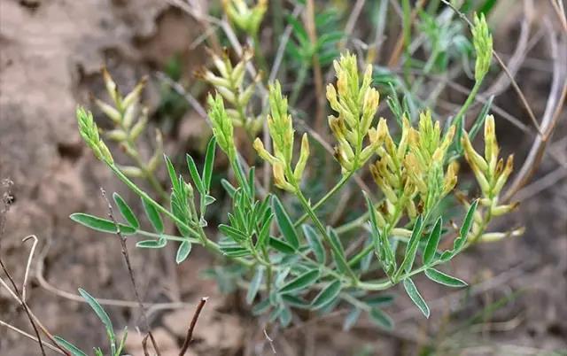 這些以“雞”為名的植物你認(rèn)識幾個？