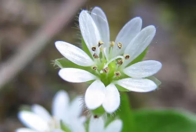 這些以“雞”為名的植物你認(rèn)識幾個？