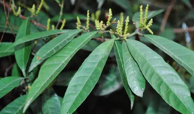 這些以“雞”為名的植物你認(rèn)識幾個？