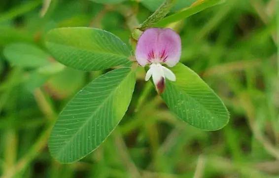 這些以“雞”為名的植物你認(rèn)識幾個？