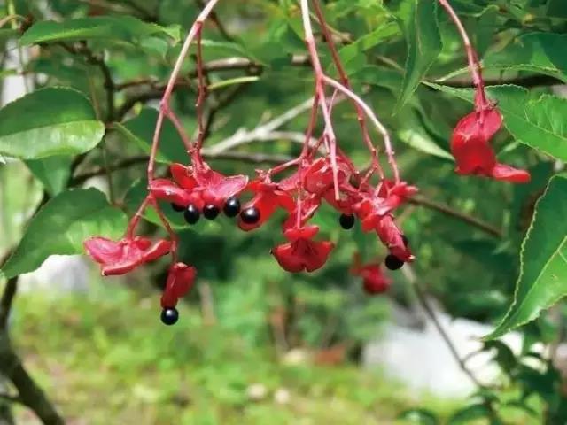 這些以“雞”為名的植物你認(rèn)識幾個？