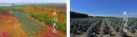 精品彩色苗木領(lǐng)軍企業(yè)——燕園農(nóng)業(yè)