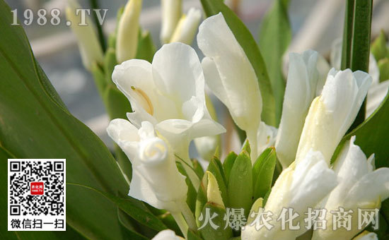 姜花是生姜的花嗎，姜花怎么種植栽培