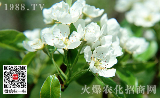 姜花是生姜的花嗎，姜花怎么種植栽培