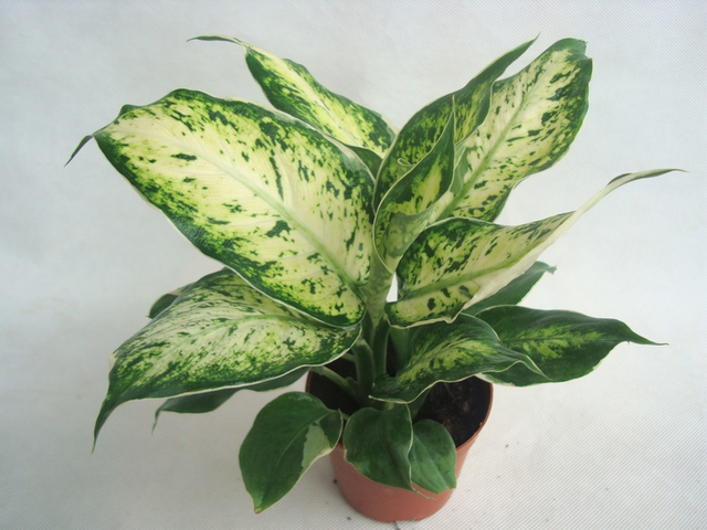 6種好養活的盆栽植物