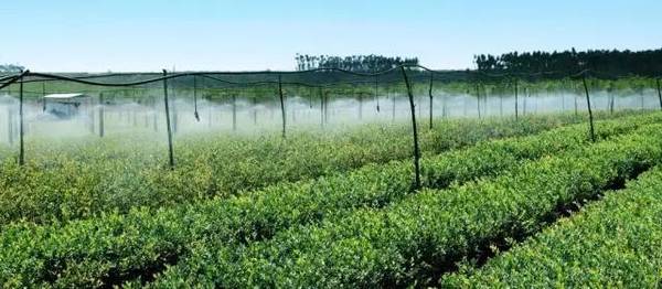 苗木長久經營,這些趨勢應該看清