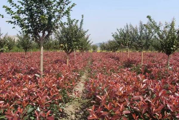 苗木長久經營，這些趨勢應該看清