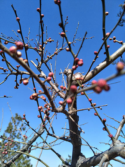 煙臺(tái)植物園梅花3月中旬進(jìn)入最佳觀賞期