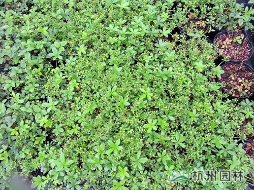 邂逅花境植物的春暖花開(kāi)