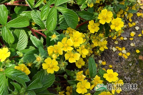 邂逅花境植物的春暖花開(kāi)
