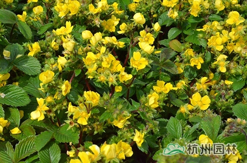 邂逅花境植物的春暖花開(kāi)