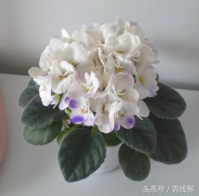 紫羅蘭的栽培技術：提高紫羅蘭的生長品質