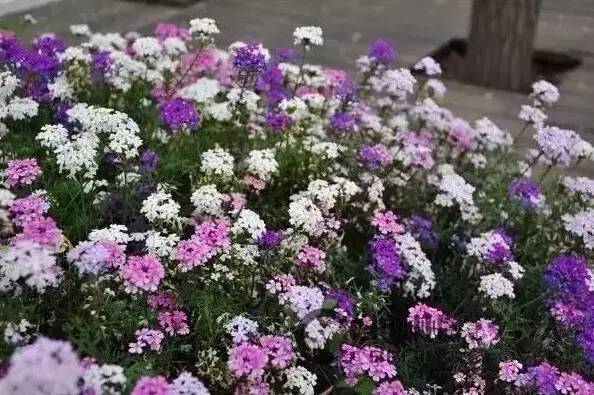 認(rèn)識(shí)植物：這些常見的園林植物你認(rèn)識(shí)嗎？