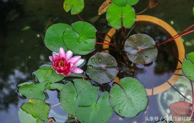 中國(guó)四大名園之一：個(gè)園