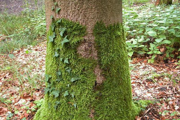 青苔造景入門小知識(shí)
