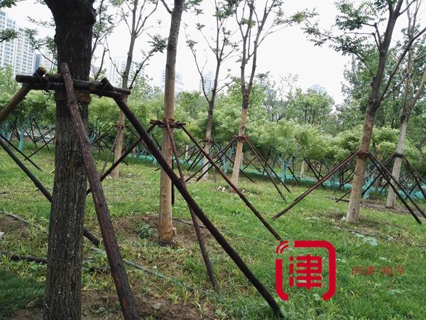 迎全運(yùn)天津要建這么多公園！各種綠化走起