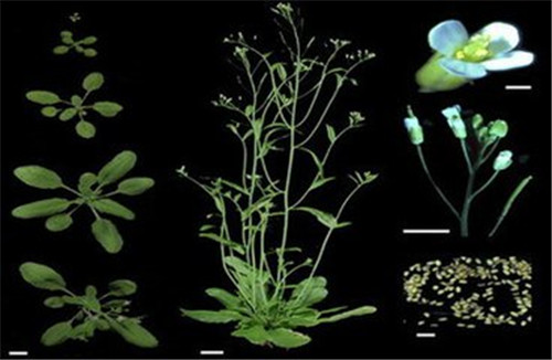 植物“大腦” 可控制種子發(fā)芽