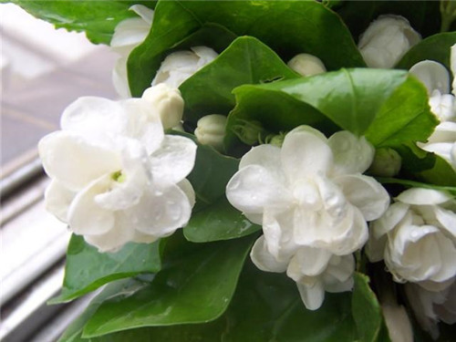 植物知識(shí)：濃香花卉不宜室內(nèi)觀賞