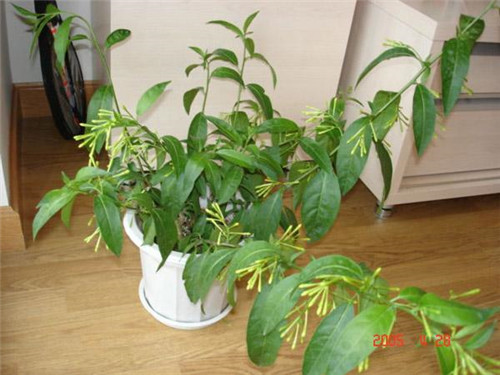 植物知識(shí)：濃香花卉不宜室內(nèi)觀賞