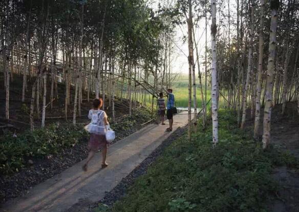 國內(nèi)雨水花園實踐：黑龍江群力雨水花園